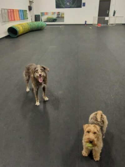 The Paw Room - Anchorage, AK