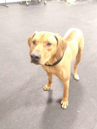 The Paw Room - Anchorage, AK