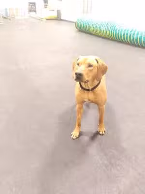 The Paw Room - Anchorage, AK