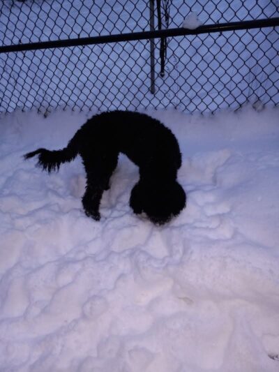 Valley of the Moon Dog Park - Anchorage, AK