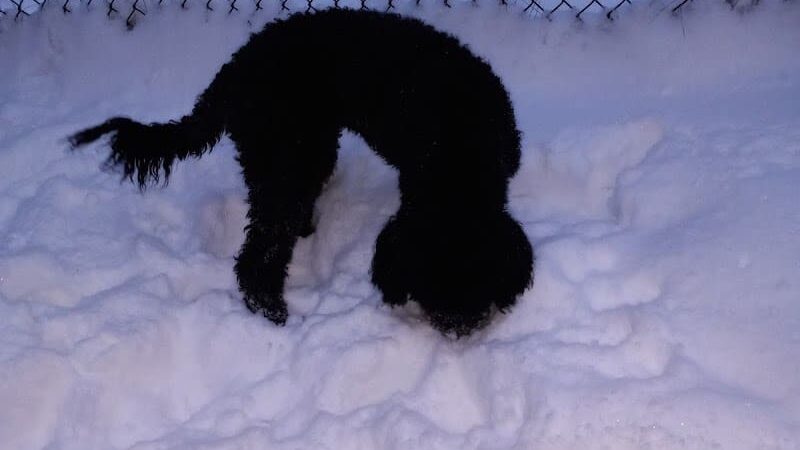 Valley of the Moon Dog Park - Anchorage, AK