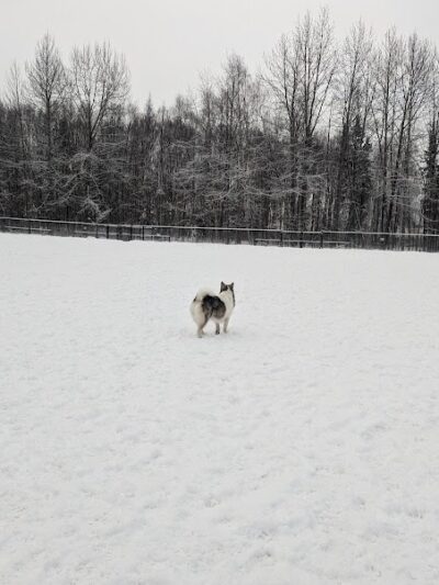 Valley of the Moon Dog Park - Anchorage, AK