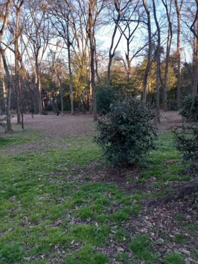 The Dog Park - Anderson, SC