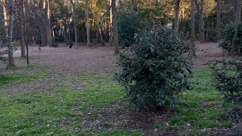 The Dog Park - Anderson, SC