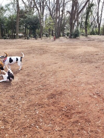 The Dog Park - Anderson, SC