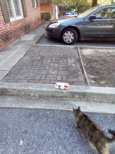 The Dog Park - Anderson, SC