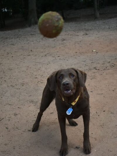 The Dog Park - Anderson, SC