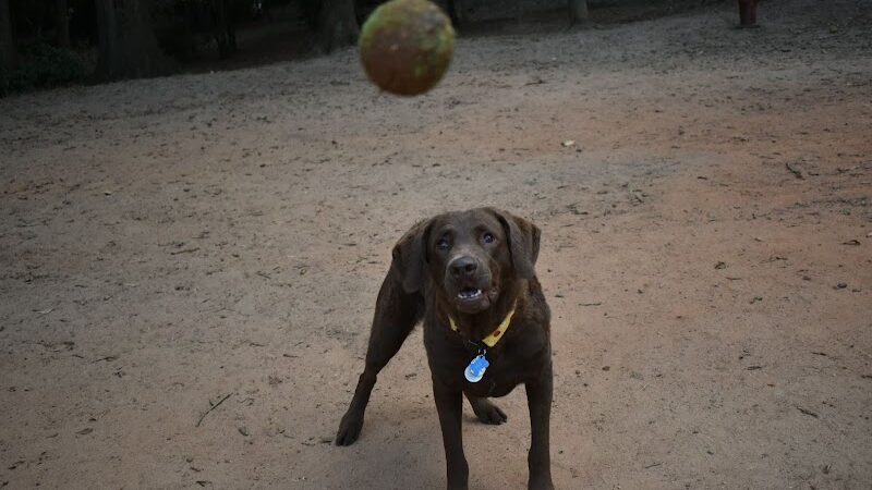 The Dog Park - Anderson, SC