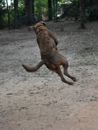 The Dog Park - Anderson, SC