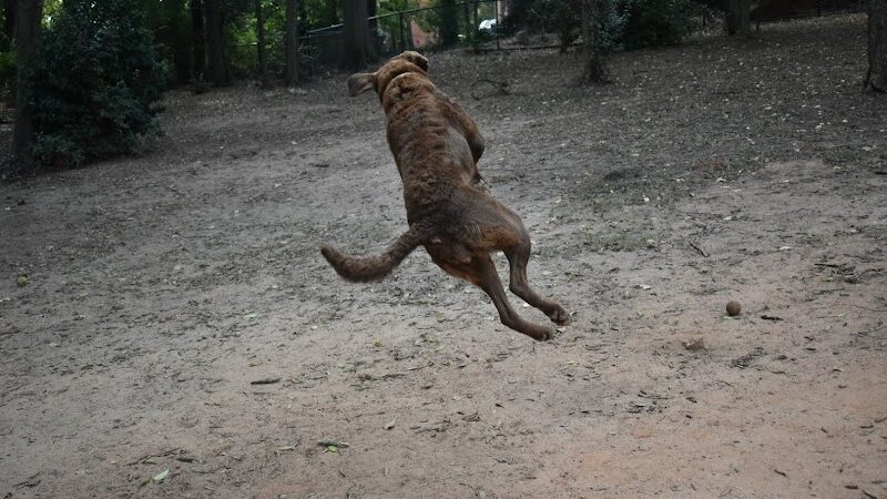 The Dog Park - Anderson, SC