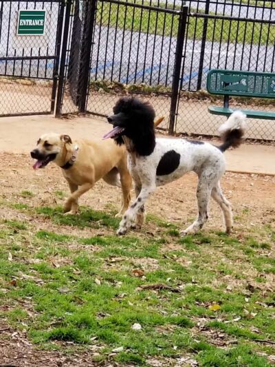 The Dog Park - Anderson, SC
