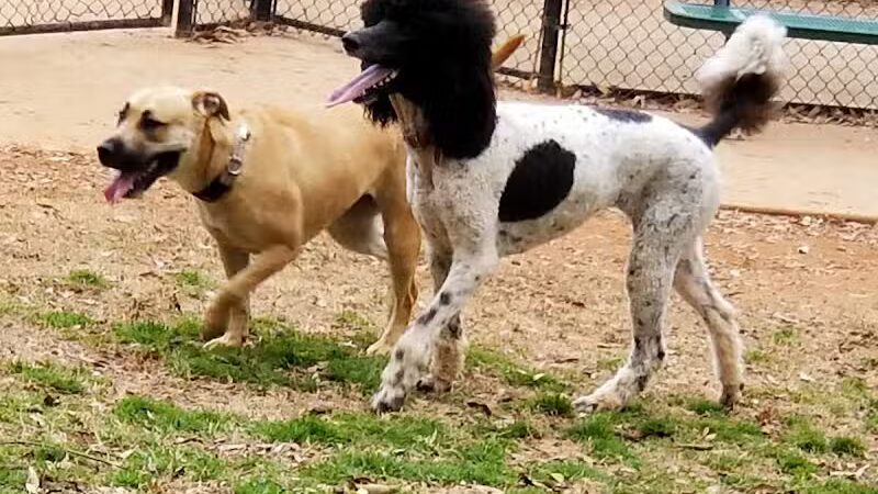 The Dog Park - Anderson, SC