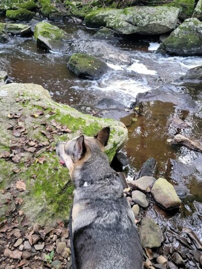 Hop River Trail - Andover, CT