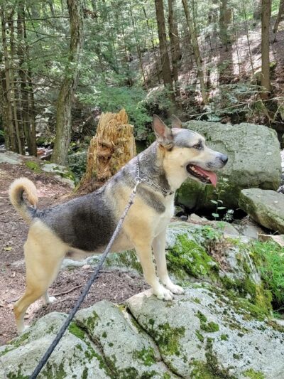Hop River Trail - Andover, CT