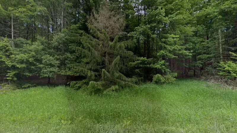 Abbe-Freeland Animal Sanctuary - Angelica, NY