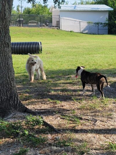 Apollo Beach Dog Park - Apollo Beach, FL
