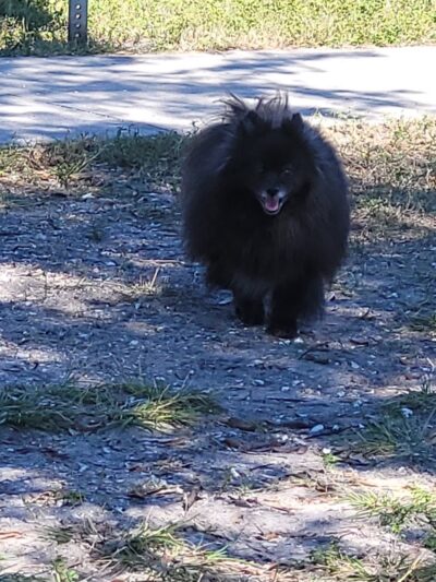 Apollo Beach Dog Park - Apollo Beach, FL