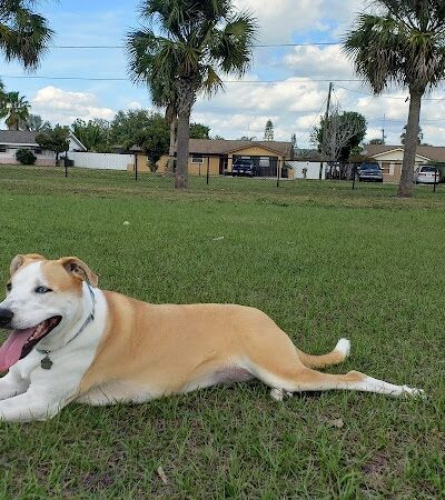 Apollo Beach Dog Park - Apollo Beach, FL