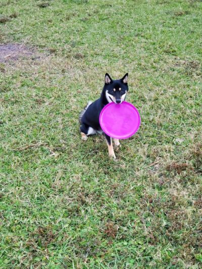 Apollo Beach Dog Park - Apollo Beach, FL