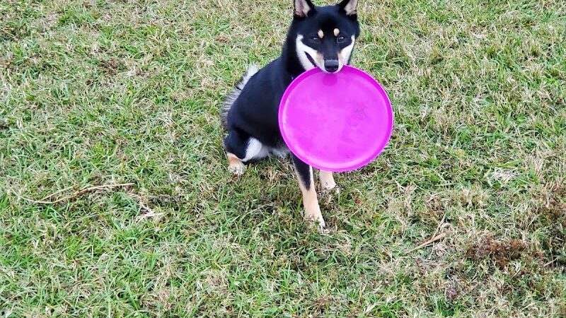 Apollo Beach Dog Park - Apollo Beach, FL