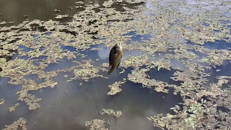 Northmoreland Park - Apollo, PA