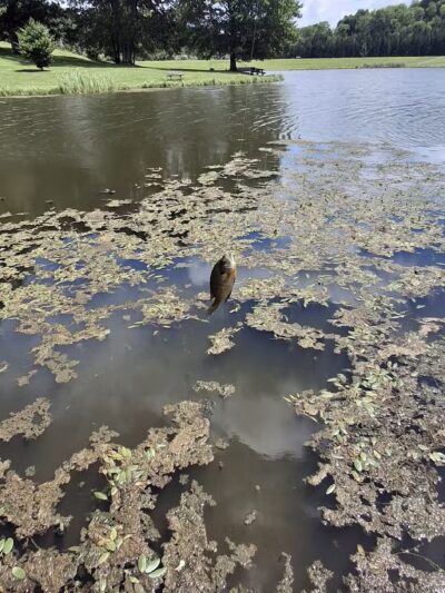 Northmoreland Park - Apollo, PA
