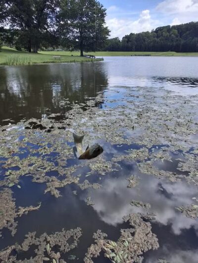 Northmoreland Park - Apollo, PA