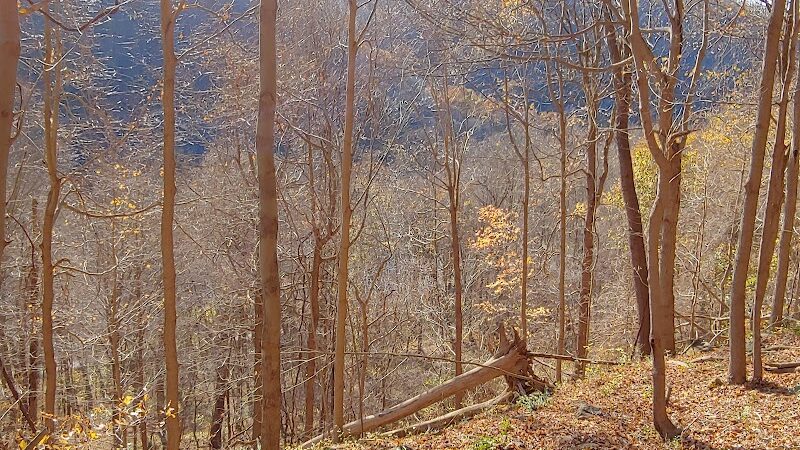 Roaring Run Trailhead - Apollo, PA