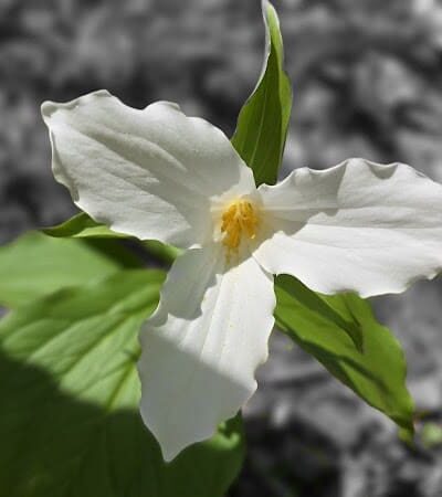 Rock Furnace Trail - Trailhead - Apollo, PA