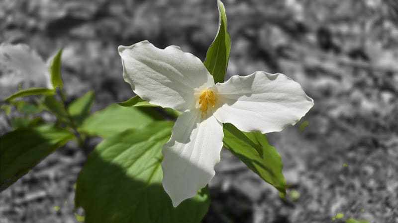 Rock Furnace Trail - Trailhead - Apollo, PA