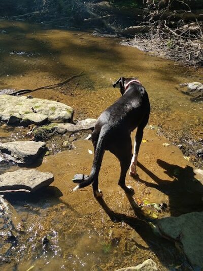 Rock Furnace Trail - Trailhead - Apollo, PA