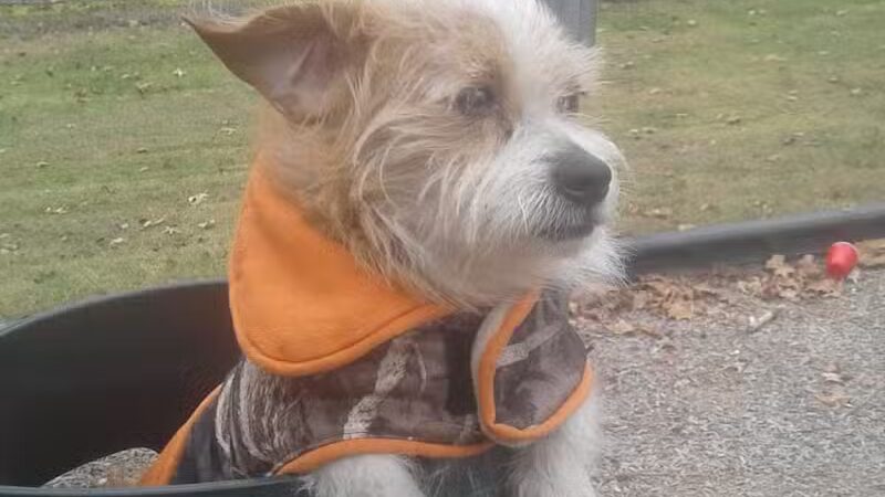 Arab City Park Playground - Arab, AL