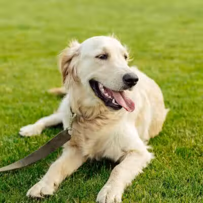 Shoal Creek Kennels LLC - Arab, AL