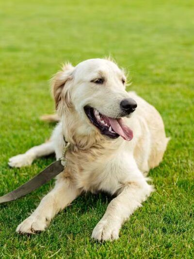 Shoal Creek Kennels LLC - Arab, AL