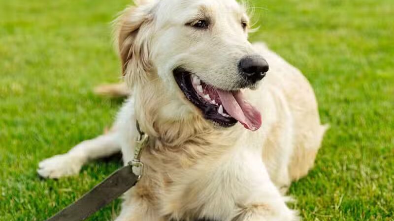 Shoal Creek Kennels LLC - Arab, AL