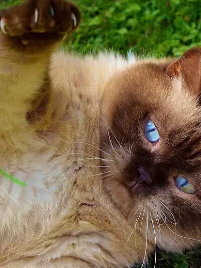 Shoal Creek Kennels LLC - Arab, AL