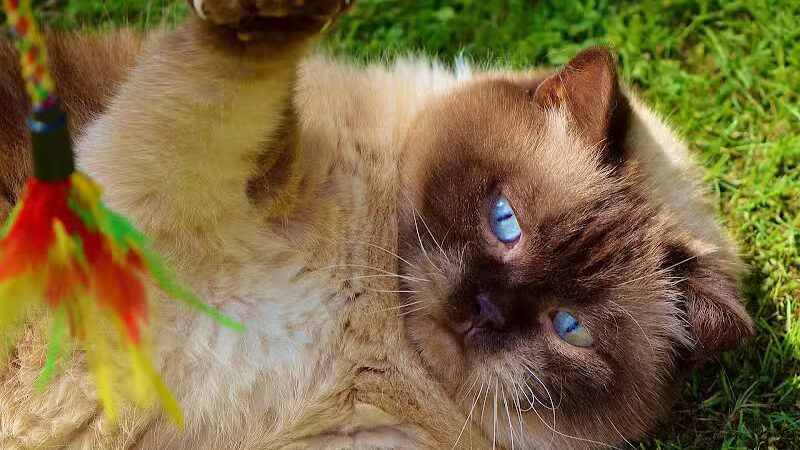 Shoal Creek Kennels LLC - Arab, AL