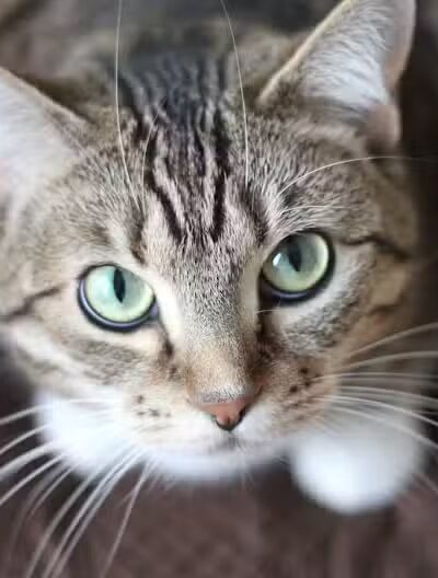 Shoal Creek Kennels LLC - Arab, AL