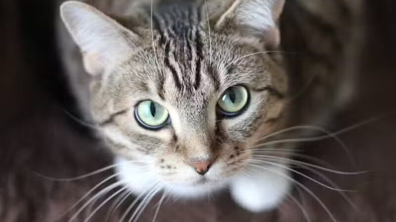 Shoal Creek Kennels LLC - Arab, AL