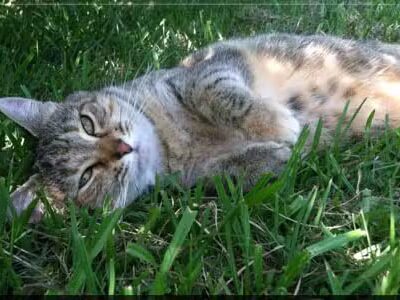 Shoal Creek Kennels LLC - Arab, AL