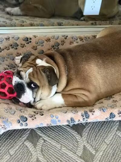 Shoal Creek Kennels LLC - Arab, AL