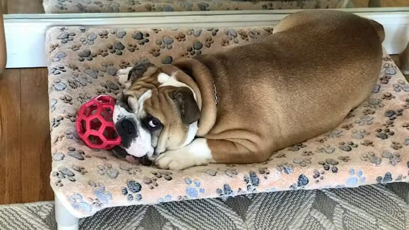 Shoal Creek Kennels LLC - Arab, AL