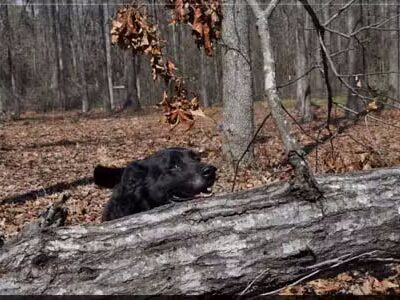 Shoal Creek Kennels LLC - Arab, AL