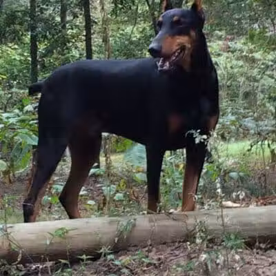 Shoal Creek Kennels LLC - Arab, AL