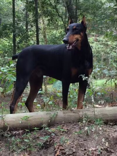 Shoal Creek Kennels LLC - Arab, AL