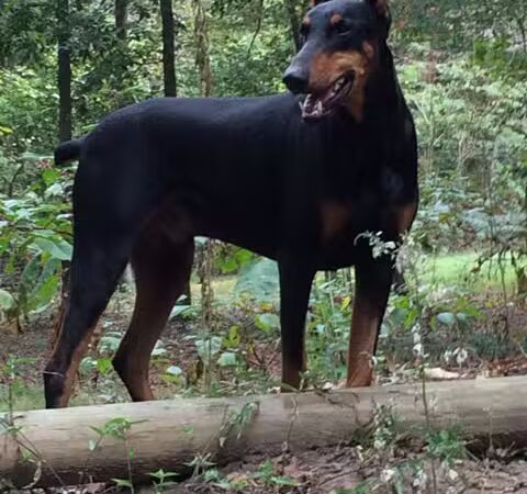 Shoal Creek Kennels LLC - Arab, AL