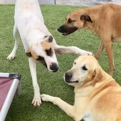 Shoal Creek Kennels LLC - Arab, AL