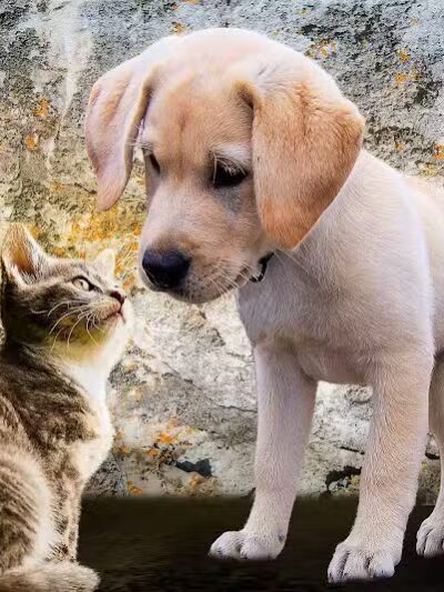 Shoal Creek Kennels LLC - Arab, AL