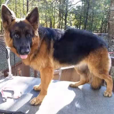 South Paw Obedience Training - Arab, AL