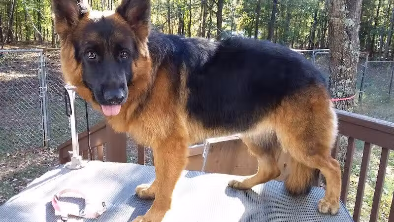 South Paw Obedience Training - Arab, AL
